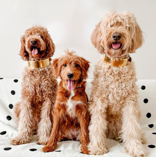 Pet Supplies