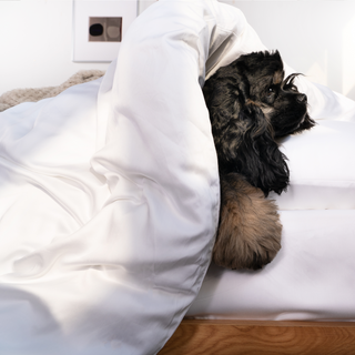 FURRFREE Bamboo Duvet Cover Set- Pet Hair Repellent for Dogs/Cats Family