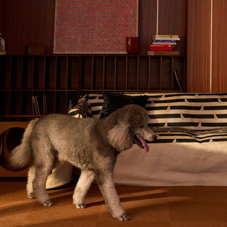 Pet Claw & Stain Resistant Cheetah Chic Sofa Cover